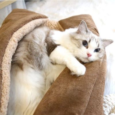 Chat panier Lit PetTransformable