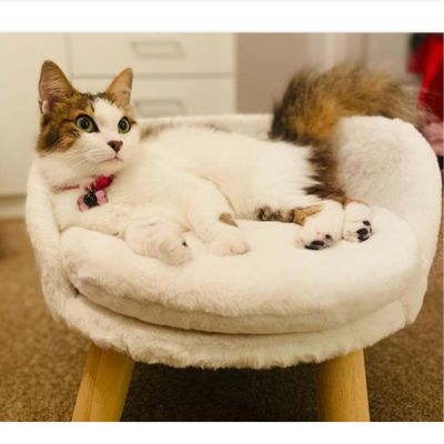Fauteuil pour chat design Utilisateur satisfait PetÉlégant