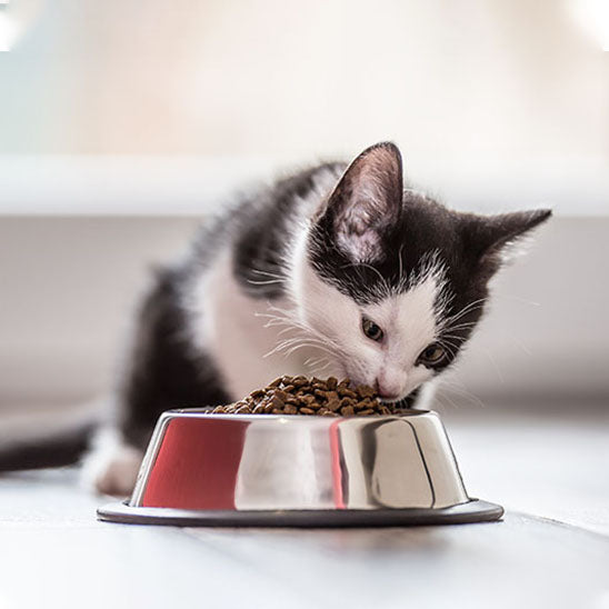 Gamelle chat et chaton qui mange Arrondie