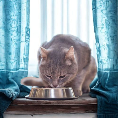 Gamelle chat qui mange Arrondie