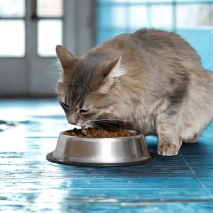 Gamelle chat qui mange dans cuisine bleue Arrondie