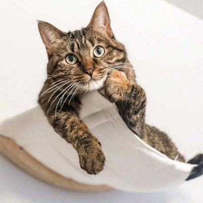 Hamac pour chaton Lit et Escalade PetCocoonMural