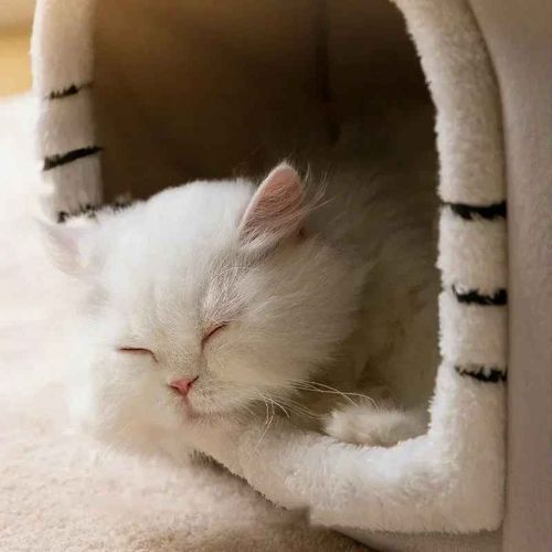 Maison chat qui dort PetCosy Gris