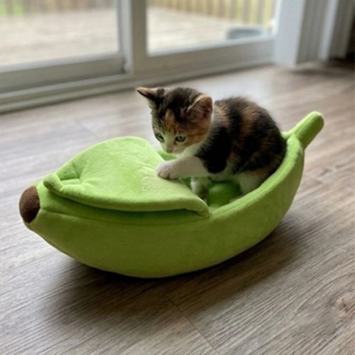 Panier chaton chaud Bananas