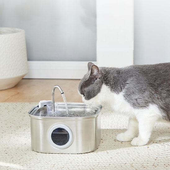 chat a une fontaine a eau chat repetsun