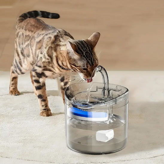 distributeur eau pour chat transparent autofeeder