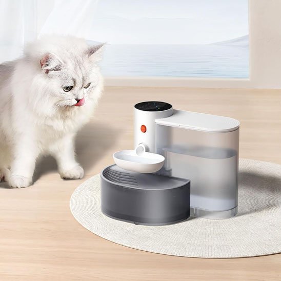 fontaine-a-eau-chat-regarde-Petgravity