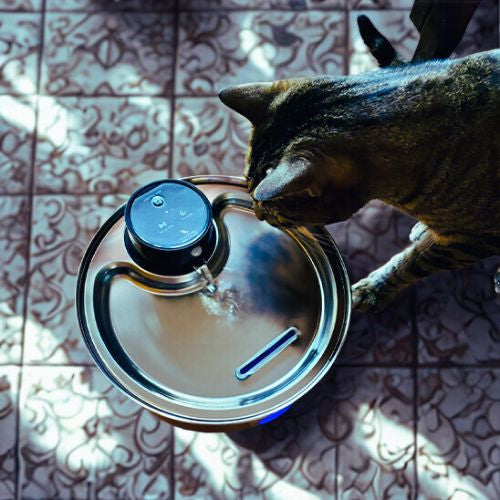 fontaine chat regarde eau fonfnon