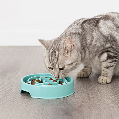 gamelle anti glouton chat qui mange Coolplay