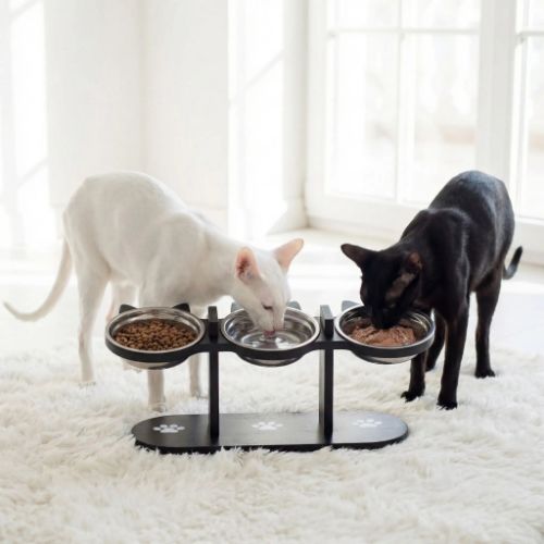 gamelle pour chat qui mangent dans un salon